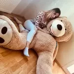 Forside - Teddyway
